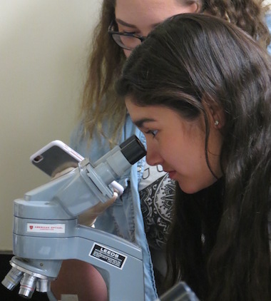 Cells are examined under a microscope